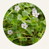 Brahmi