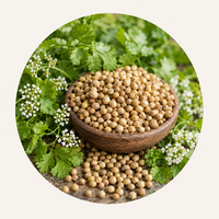 Dhaniya (Coriander)