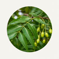 Neem