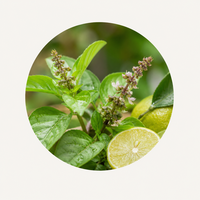 Nimbu Tulsi