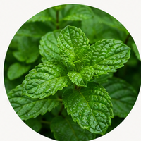 Pudina (Mint)