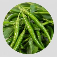 Green Chilli