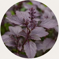 Shyam Tulsi