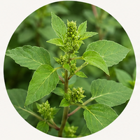 Tulsi