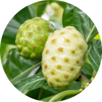Noni (Citrafolia) Morinda