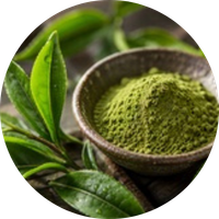 Green Tea Extract