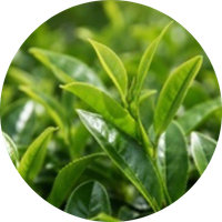 Green Tea Leaf
