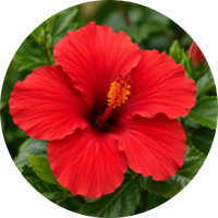 Hibiscus