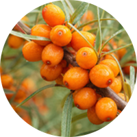 Himalayan Berry (Sea Buckthorn)