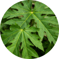 Papaya Leaf Extract