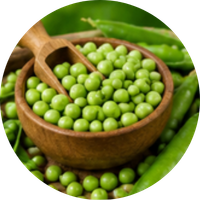 Pea Protein