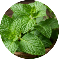 Peppermint