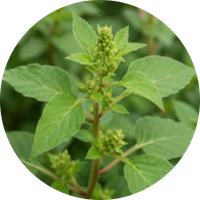 Rasna