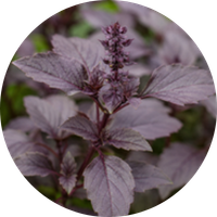 Shyam Tulsi
