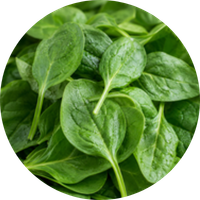 Spinach