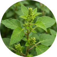 Tulsi