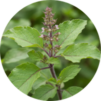 Vishnu Tulsi