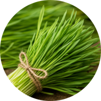 Wheatgrass
